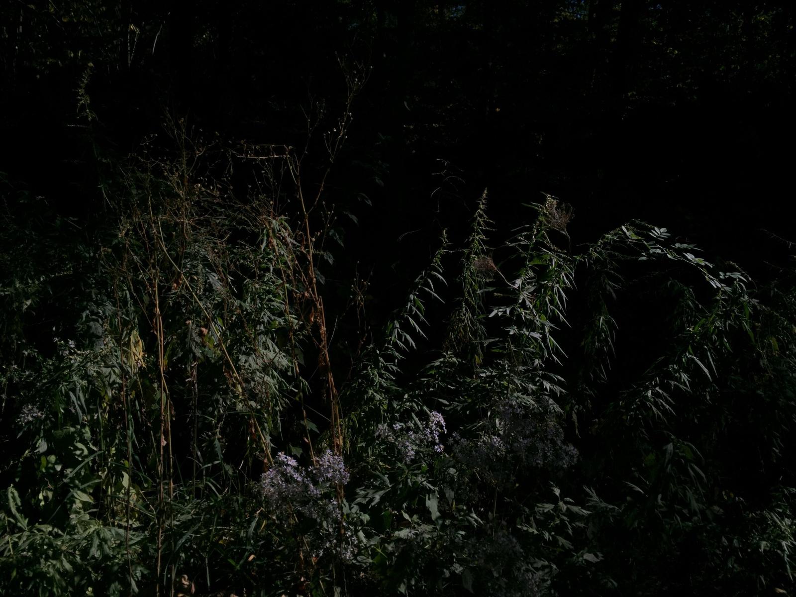 Wild plants and small purple asters at night